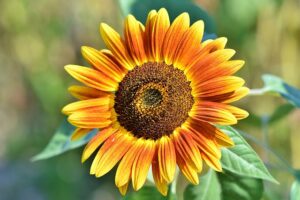 sunflower, flower, flower wallpaper, botany, petals, bloom, blossom, flora, nature, growth, flower background, beautiful flowers, pollen